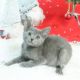 Russian Blue Cats for sale in NC-55, Durham, NC, USA. price: NA