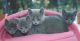 Russian Blue Cats for sale in S Carolina St, Avon Park, FL 33825, USA. price: NA