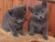 Russian Blue Cats for sale in Florence, SC, USA. price: NA