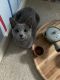 Russian Blue Cats for sale in NJ-27, Edison, NJ, USA. price: $280