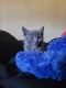 Russian Blue Cats for sale in Fayetteville, NC, USA. price: $75