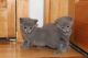 Russian Blue Cats for sale in 24701 Hallwood Ct, Farmington Hills, MI 48335, USA. price: NA