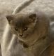 Russian Blue Cats for sale in Beaverton, OR, USA. price: NA