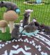 Russian Blue Cats for sale in Florida Mall Ave, Orlando, FL 32809, USA. price: NA