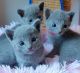 Russian Blue Cats
