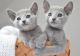 Russian Blue Cats for sale in Giorgia St, Parkville, MO 64152, USA. price: NA