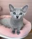Russian Blue Cats for sale in Giorgia St, Parkville, MO 64152, USA. price: $900