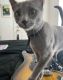 Russian Blue Cats for sale in Houston, TX, USA. price: $250