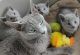 Russian Blue Cats for sale in Orange Park, FL 32073, USA. price: NA