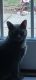 Russian Blue Cats for sale in Kenly, NC 27542, USA. price: NA