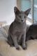 Russian Blue Cats for sale in Palm Springs, CA, USA. price: NA