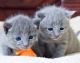 Russian Blue Cats for sale in Florida St, San Francisco, CA, USA. price: NA