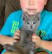 Russian Blue Cats for sale in Los Angeles, CA, USA. price: $550