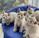 Russian Blue Cats for sale in Toronto, ON, Canada. price: $600