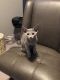 Russian Blue Cats for sale in Elmhurst, IL, USA. price: NA