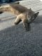 Russian Blue Cats for sale in Vineland, NJ 08360, USA. price: $200