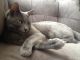 Russian Blue Cats for sale in Scottsdale, AZ 85254, USA. price: $200