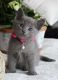 Russian Blue Cats for sale in San Diego, CA, USA. price: $600
