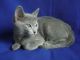 Russian Blue Cats for sale in San Diego, CA, USA. price: $600