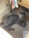 Russian Blue Cats for sale in Shacklefords, VA 23156, USA. price: $150