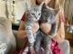 Russian Blue Cats for sale in Syracuse, NY, USA. price: NA
