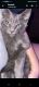 Russian Blue Cats for sale in Hollywood, FL 33020, USA. price: NA