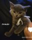 Russian Blue Cats for sale in Fayetteville, NC 28312, USA. price: $200