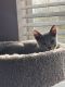 Russian Blue Cats for sale in Altamonte Springs, FL, USA. price: $1,900