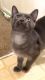 Russian Blue Cats for sale in Ionia, MI 48846, USA. price: NA