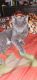 Russian Blue Cats for sale in Jersey City, NJ 07304, USA. price: $200