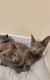 Russian Blue Cats for sale in St. Augustine, FL, USA. price: $1,000