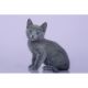 Russian Blue Cats for sale in Manorville, NY 11949, USA. price: $2,000