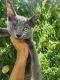 Russian Blue Cats for sale in Reno, NV, USA. price: $1,800