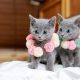 Russian Blue Cats