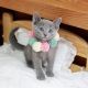 Russian Blue Cats for sale in 6607 Cove Creek Dr, Billings, MT 59106, USA. price: $750