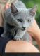 Russian Blue Cats for sale in Coeymans Hollow, NY 12143, USA. price: $500