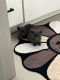 Russian Blue Cats for sale in Norfolk, VA, USA. price: $850