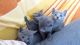 Russian Blue Cats for sale in Hilo, HI 96720, USA. price: $300