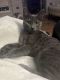 Russian Blue Cats for sale in Lake Charles, LA, USA. price: $150