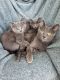 Russian Blue Cats for sale in Winamac, IN 46996, USA. price: $100