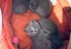 Russian Blue Cats for sale in St. Louis, Missouri. price: $500
