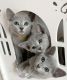 Russian Blue Cats for sale in Cincinnati, Ohio. price: $550