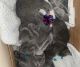 Russian Blue Cats for sale in New York City, New York. price: $500