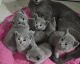 Russian Blue Cats for sale in Naperville, Illinois. price: $350