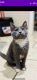Russian Blue Cats for sale in Jersey City, New Jersey. price: NA