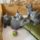 Russian Blue Cats for sale in Philadelphia, Pennsylvania. price: $500