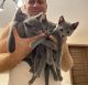 Russian Blue Cats for sale in Providence, Rhode Island. price: NA