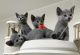 Russian Blue Cats for sale in Houston, Texas. price: NA