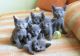 Russian Blue Cats for sale in Chantilly, Virginia. price: $1,200