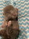 Russian Blue Cats for sale in Westminster, CA, USA. price: $350